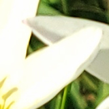 ダマスダレの写真